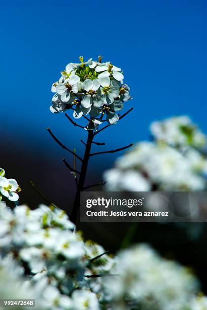 flor  silvestre - flor silvestre stock pictures, royalty-free photos & images