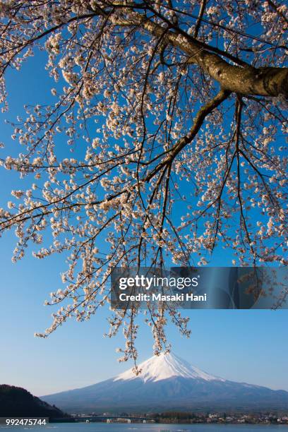 mt fuji and cherry blossom at lake kawaguchiko - masaki stock pictures, royalty-free photos & images