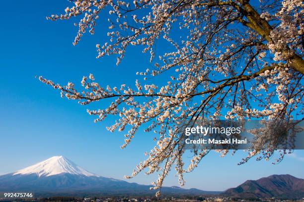 mt fuji and cherry blossom at lake kawaguchiko - masaki stock pictures, royalty-free photos & images