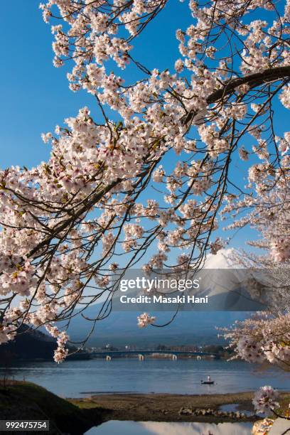 mt fuji and cherry blossom at lake kawaguchiko - masaki stock pictures, royalty-free photos & images