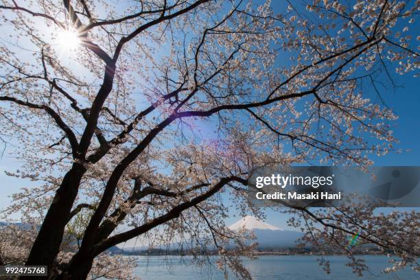 mt fuji and cherry blossom at lake kawaguchiko - hani stock pictures, royalty-free photos & images