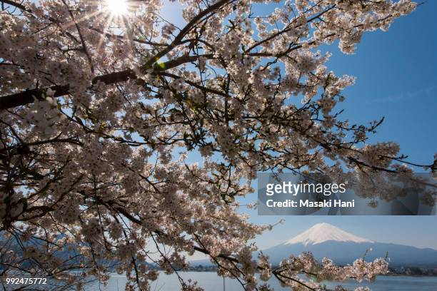 mt fuji and cherry blossom at lake kawaguchiko - hani stock pictures, royalty-free photos & images