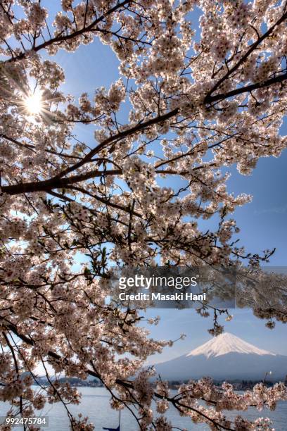 mt fuji and cherry blossom at lake kawaguchiko - hani stock pictures, royalty-free photos & images