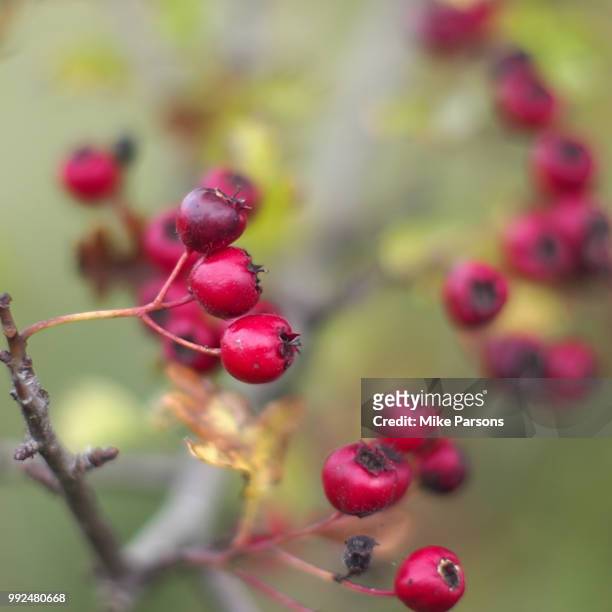 misty berries - mike parsons stock pictures, royalty-free photos & images