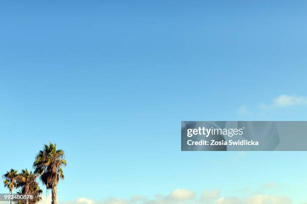 palm trees on blue sky - sosia stock pictures, royalty-free photos & images