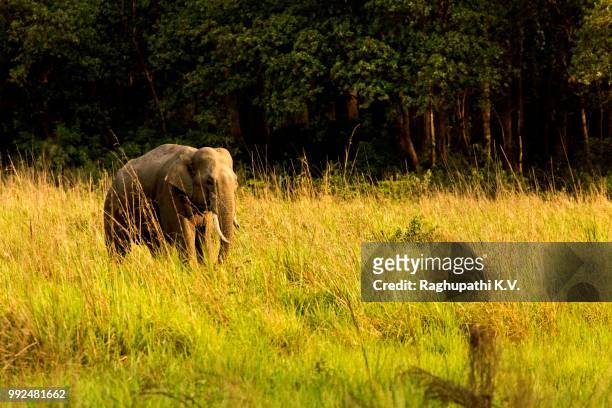 tusker - grazing - tusker stock pictures, royalty-free photos & images
