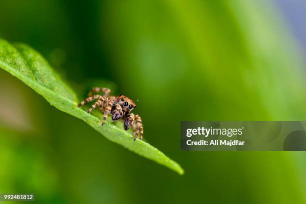 zebra jumping spider - arachnophobia stock pictures, royalty-free photos & images