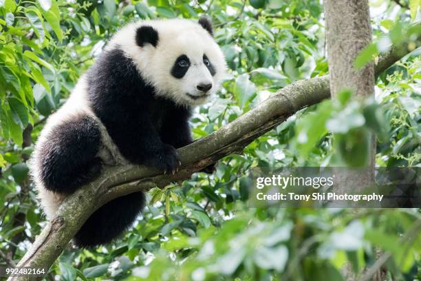 giant panda - panda stock pictures, royalty-free photos & images