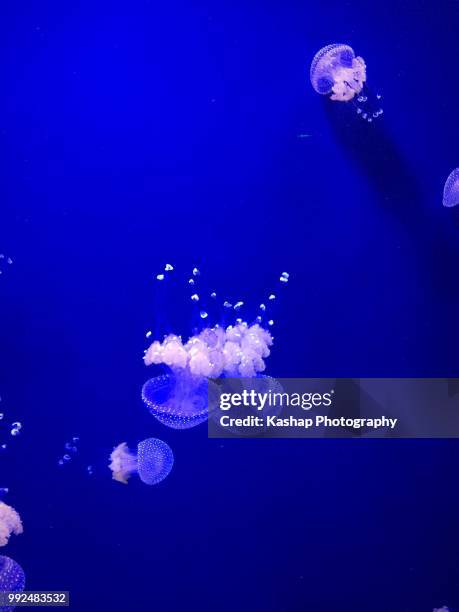 jellyfish family - tube feet stock pictures, royalty-free photos & images