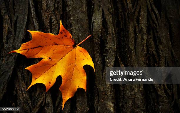 fall - anura stock pictures, royalty-free photos & images