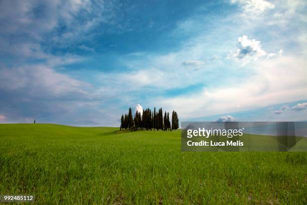 blue sky - italian cypress fotografías e imágenes de stock