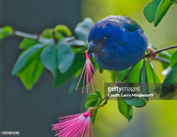 passing on the pink message - indigo bunting stock pictures, royalty-free photos & images