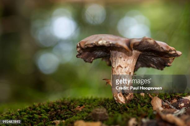 bokehlicious fungi - hoogeveen fotografías e imágenes de stock