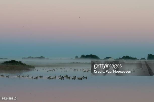 geese swimming in lake, netherlands - hoogeveen fotografías e imágenes de stock