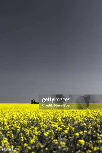 canola field oil pump 4 - de boer bildbanksfoton och bilder