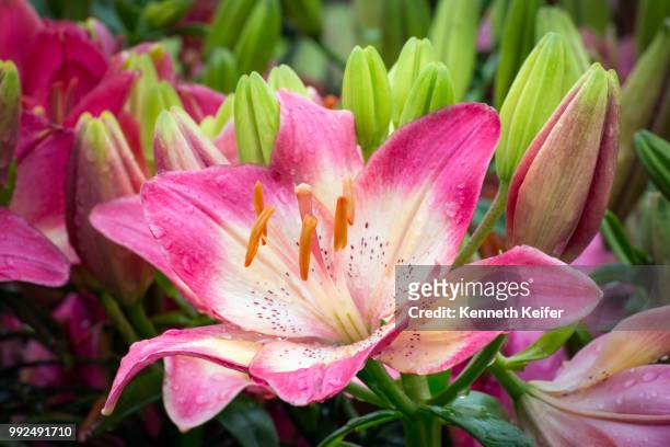 tiny dancer asiatic lily - asiatic lily stock pictures, royalty-free photos & images