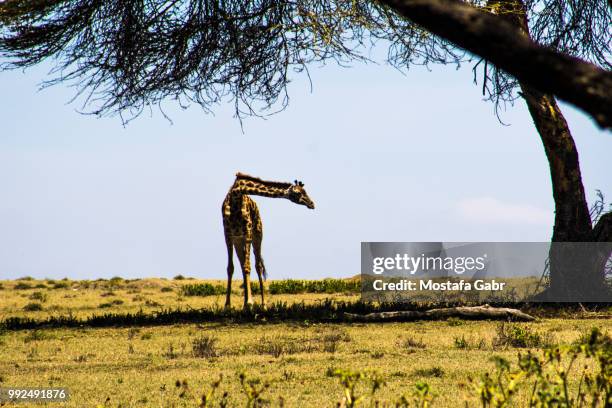 giraffe bend - mostefa stock pictures, royalty-free photos & images