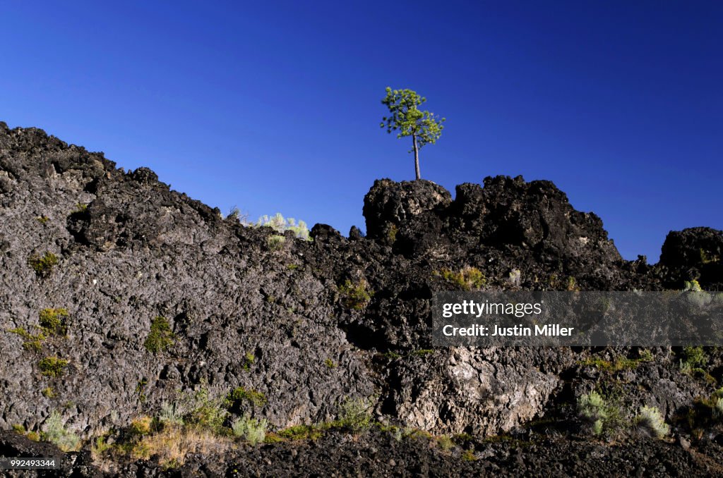 Tree In Lava Tree In Lava Flow Lava Lands Central Oregon High-Res Stock Photo ...