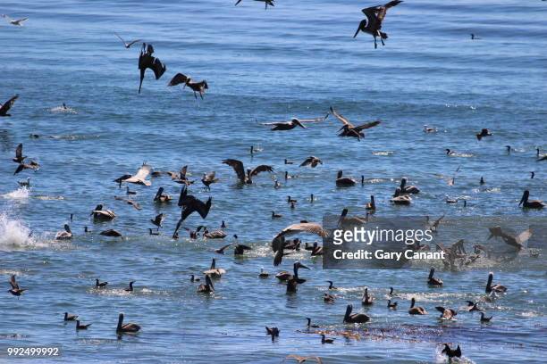pelican feeding frenzy - feeding frenzy stock pictures, royalty-free photos & images