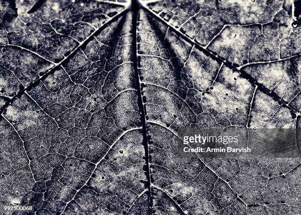 vine's veins - darvish stock pictures, royalty-free photos & images