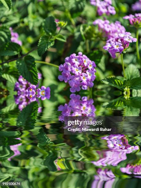 lantana camara a.k.a close up with blur background - lantana camara stock pictures, royalty-free photos & images