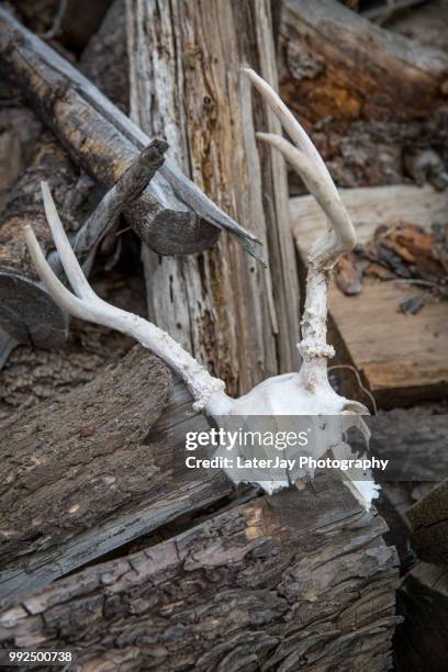 1,421 Rotting Corpse Stock Photos, High-Res Pictures, and Images ...
