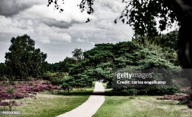 heathland at hilversum, another view. - hilversum stock pictures, royalty-free photos & images
