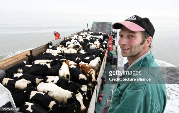 Dpatop - Farmer Menz Willms can be seen on deck of a freight shop which will transport his cattle to the port of Harlesiel, near Wangerooge, Germany,...