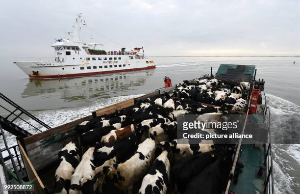 Herd of cows can be seen on deck of a freight shop which will transport them to the port of Harlesiel, in Wangerooge, Germany, 19 October 2017. For...