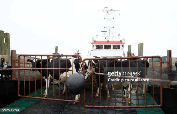 Herd of cows can be seen on deck of a freight shop which will transport them to the port of Harlesiel, in Wangerooge, Germany, 19 October 2017. For...