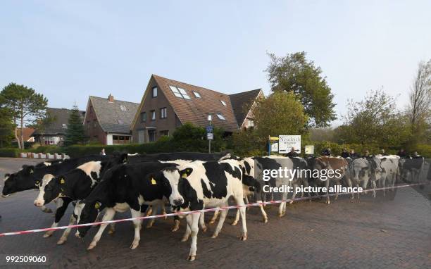 Cow herd trotts through the village towards the port, in Wangerooge, Germany, 19 October 2017. For the 57 cows the summer on the island Wangerooge is...