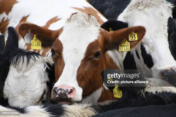 Cow herd leaves the port on a ship in Wangerooge, Germany, 19 October 2017. For the 57 cows the summer on the island Wangerooge is now officially...