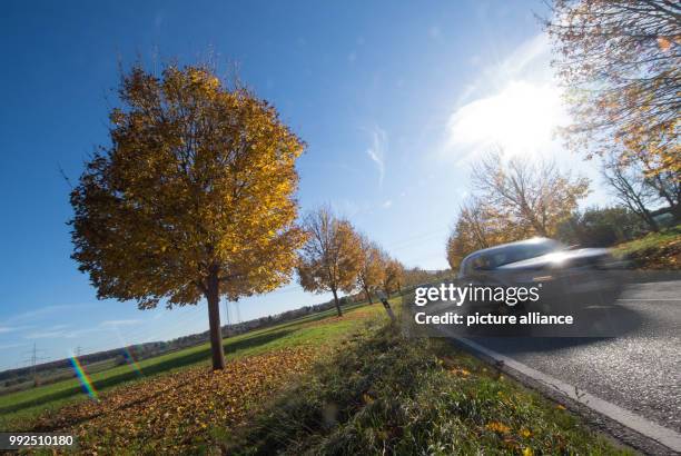 Car drives on an avenue along the state road 1207 in Wernau, Germany, 18 October 2017. The young maple avenue was elected the avenue of the year by...