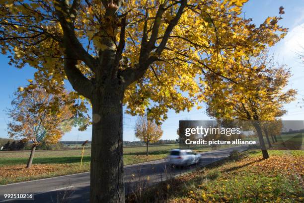 Car drives on an avenue along the state road 1207 in Wernau, Germany, 18 October 2017. The young maple avenue was elected the avenue of the year by...