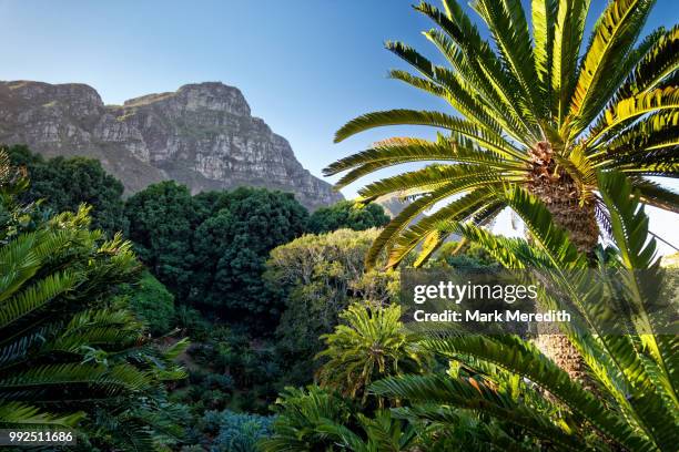 kirstenbosch botanical gardens, cape town - table mountain cape town stock pictures, royalty-free photos & images