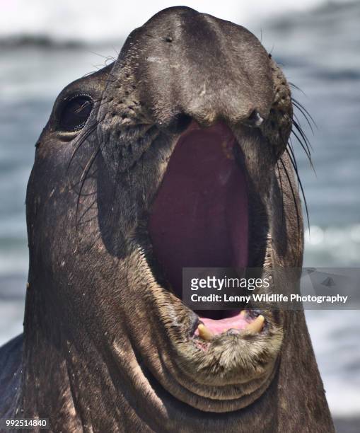 don't get close! - northern elephant seal stock pictures, royalty-free photos & images