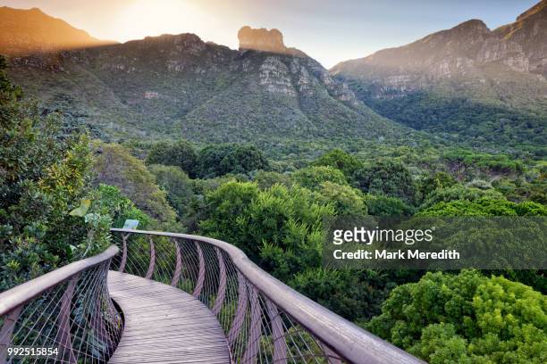 kirstenbosch botanical gardens arboretum and table mountain from the boomslang canopy walkway, cape town - south africa landscape stock pictures, royalty-free photos & images