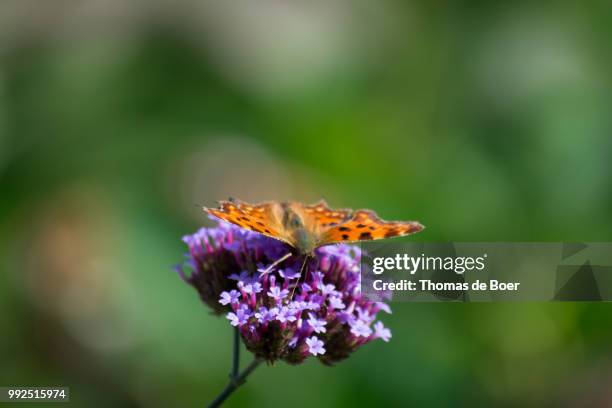 butterfly - de boer stock pictures, royalty-free photos & images