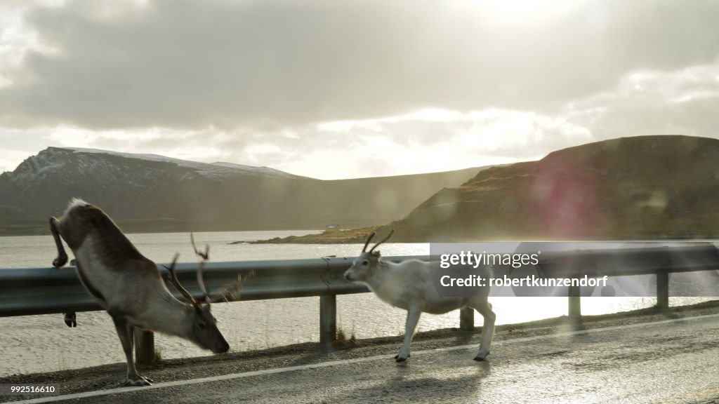 Reindeer nordkapp 2