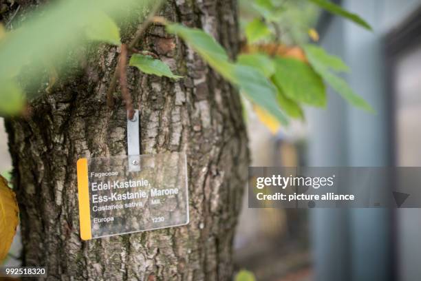 October 2017 11 AM - A sign reading 'Edel-Kastanie, Ess-Kastanie, Marone' hangs on a chestnut tree in Stuttgart, Germany, 19 October 2017. The...