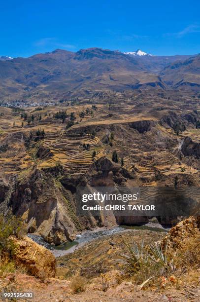 colca canyon - colca stock pictures, royalty-free photos & images