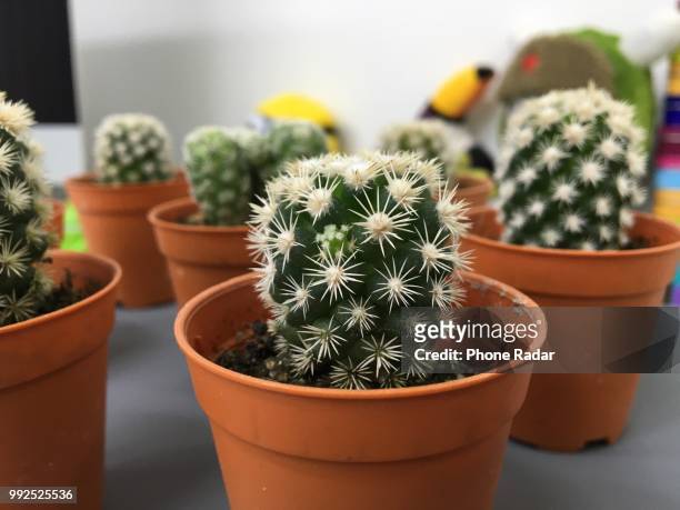 cactus plant shot with iphone 6s - iphone 6 bildbanksfoton och bilder
