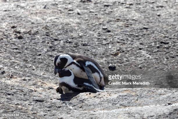 african, or jackass, mating at the penguin colony at boulders beach near simonstown in cape town - mating stock pictures, royalty-free photos & images