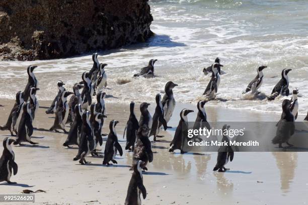 african, or jackass, penguins at boulders beach near simonstown, cape town - monogamous animal behavior stock pictures, royalty-free photos & images