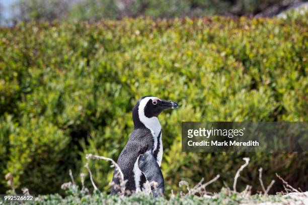 african, or jackass, penguin at boulders beach near simonstown, cape town - monogamous animal behavior stock pictures, royalty-free photos & images