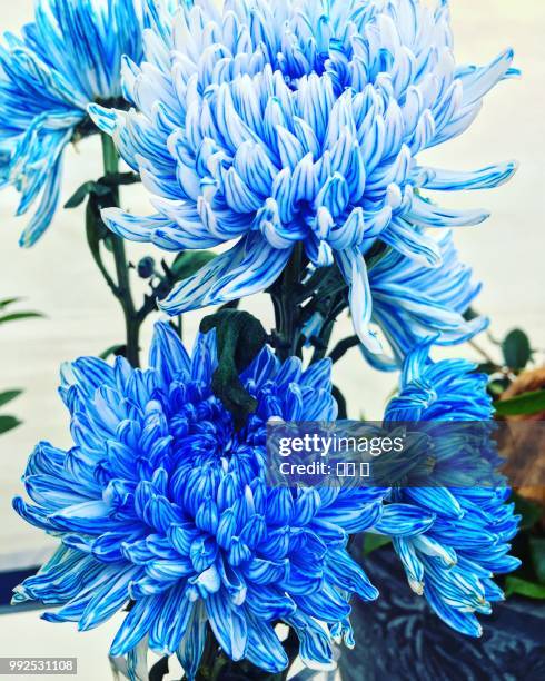 oriental blue chrysanthemum flower - blue flower petals stock pictures, royalty-free photos & images
