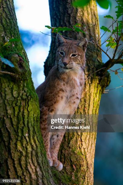 luchs im baum - baum 個照片及圖片檔