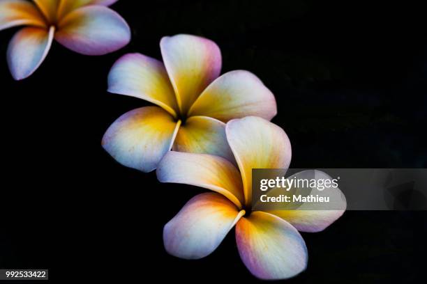 plumerias - plumerias stock pictures, royalty-free photos & images
