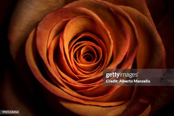fiori - fiori rosa stock pictures, royalty-free photos & images