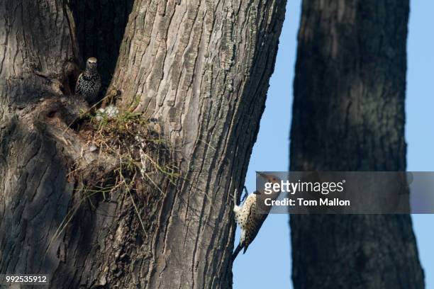 northern flicker and offspring - flicker stock pictures, royalty-free photos & images